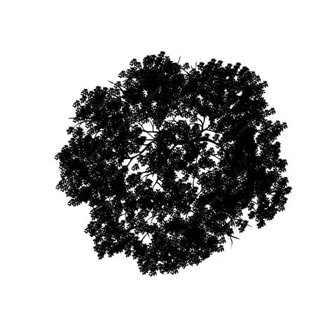 Top View Tree Trunk Black And White Stock Photos Amp Images Alamy Top View Tree Trunk Black And White Stock Photos Amp Images Alamy