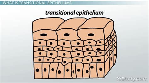 Transitional Epithelium Function Explained Simply