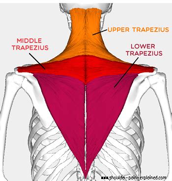 Trapezius Stretches Loosen Tight Traps Shoulder Pain Explained