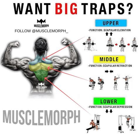 Traps Workout Chart