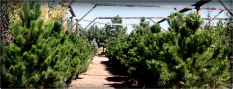 Tree Farm In Colorado Springs Continental Tree Farms