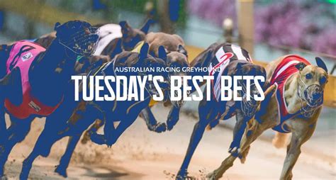 Tuesday Greyhound Racing Tips Amp Free Previews 22 July 2025 Tuesday Greyhound Racing Tips Amp Free Previews 22 July 2025