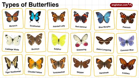 Types Of Butterflies With Names Vocabularyan
