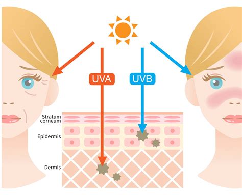 Understanding The Impact Of Uv Rays On Your Skin Cult Understanding The Impact Of Uv Rays On Your Skin Cult