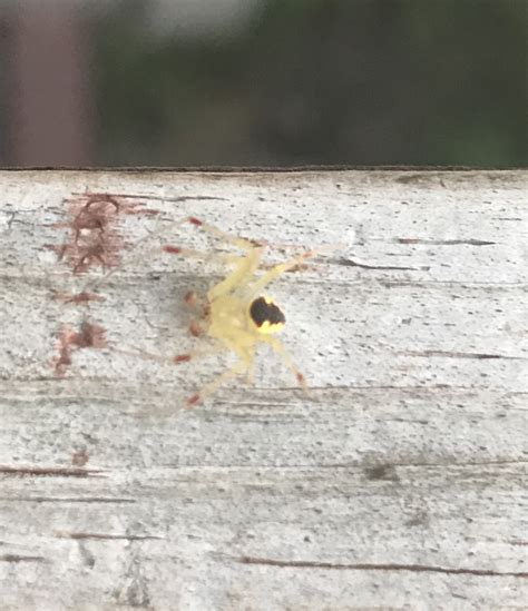 Unidentified Spider In Prince George Virginia United States