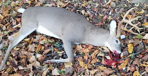 Va Blackpowder Buck Traditional 50 Cal Roundball R Hunting