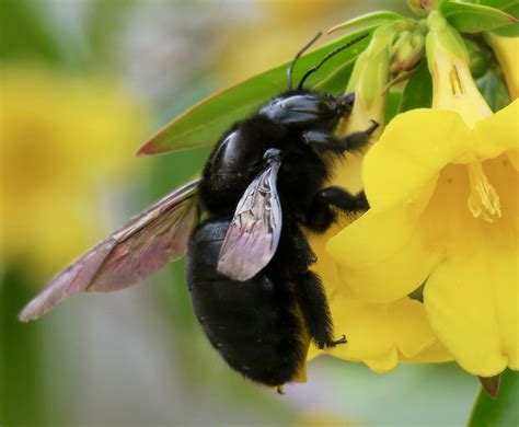 Discover the Hidden World of Valley Carpenter Bee