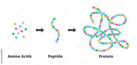 Vector Scientific Illustration Of The Structure Of Amino Acids