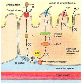Avoid This Mistake With Vibrio Cholera Intestinal Transport Protein