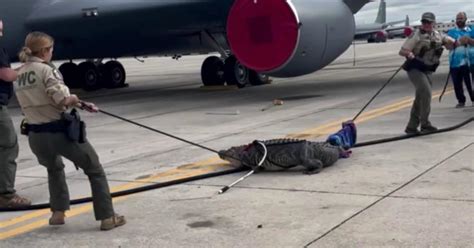 Video Shows Alligator Being Wrangled At Air Force Base In Florida Cbs