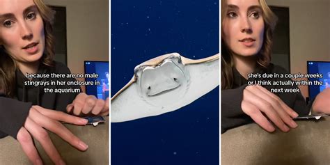Viewers Think A Stingray Is Pregnant With Jesus Here S Why