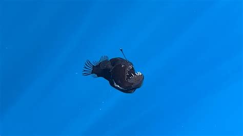 Viral Anglerfish That Left A Strong Heart Touching Message Viral Anglerfish That Left A Strong Heart Touching Message