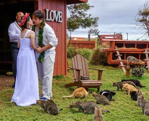 Visit Us Directions To Lanai Cat Sanctuary Hawaii