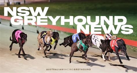 Wagga Greyhound Tips 21 6 2024 Nsw Greyhound Racing Tips Wagga Greyhound Tips 21 6 2024 Nsw Greyhound Racing Tips