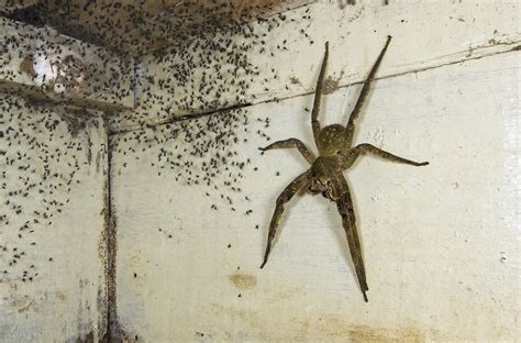 Uncovering Wall Spider Mysteries: A Fascinating Peek into Their Behavior