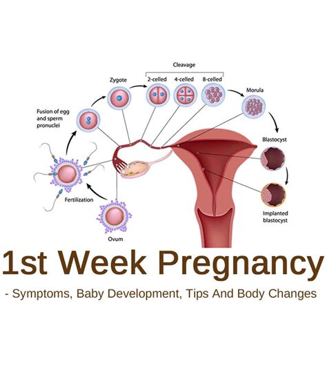 Week 1 Of Your Pregnancy
