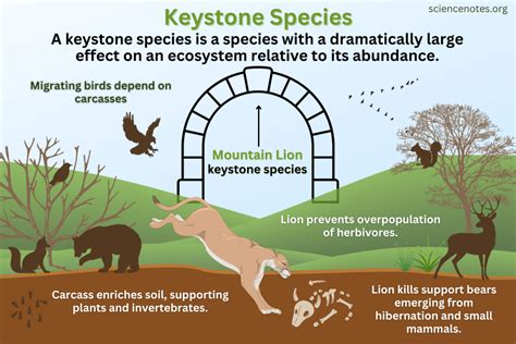 What Are Keystone Species Explained