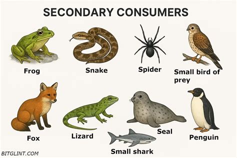 Unveiling Secondary Consumers: Key Players in Ecosystems