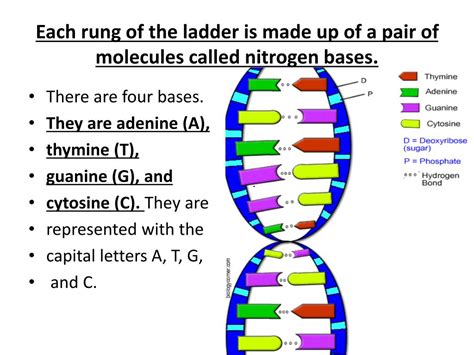 DNA Ladder Sides Unveiled: Key Components