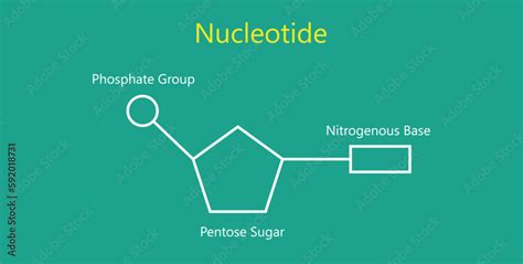 Three Parts of a Nucleotide: Quick Insight