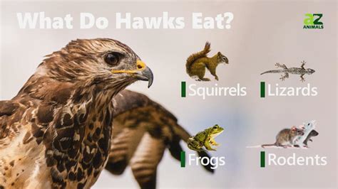 What Do Hawks Eat: Bird Diet Secrets