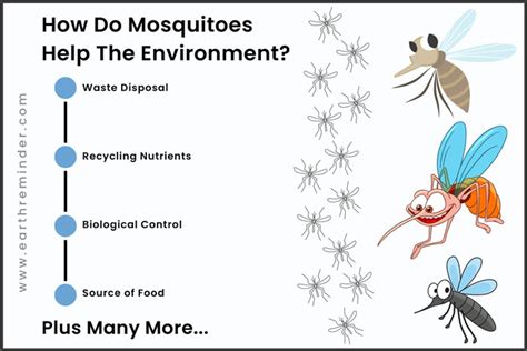 What Do Mosquitoes Do For The Environment Earth Reminder
