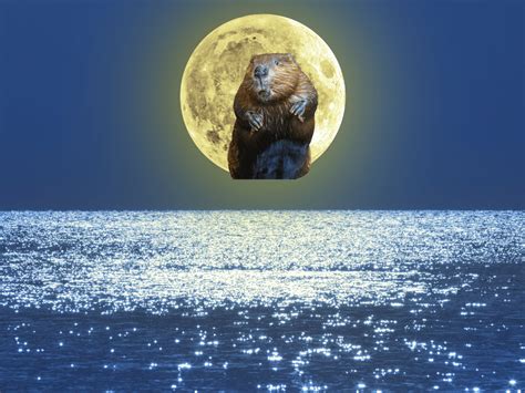 What Is A Beaver Moon