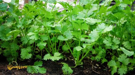 What Is The Cilantro