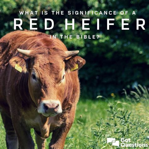 What Is The Significance Of A Red Heifer In The Bible Is A Red Heifer A Sign Of The End Times Gotquestions Org