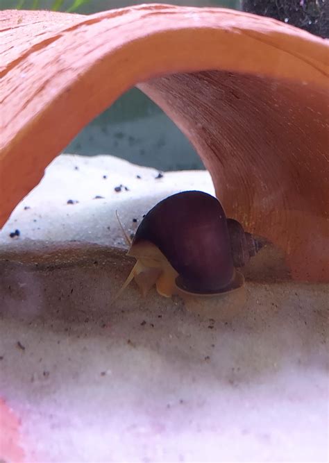 What Is This R Aquaticsnails