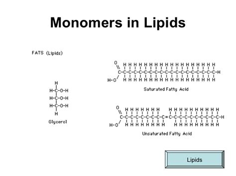 Discover What Monomers Make Up Lipids: Unveiling Nature's Building Blocks
