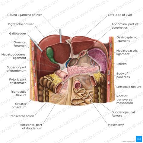 Unlocking Liver's Quadrant Mystery Simply