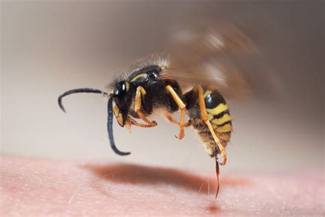 What Should I Do For A Wasp Sting Plunkett S Pest Control