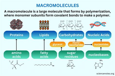 Enzyme: Key Macromolecule Unveiled