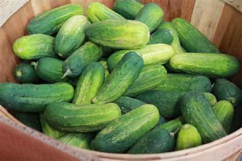 When To Pick Pickling Cucumbers With Pictures When To Pick Pickling Cucumbers With Pictures