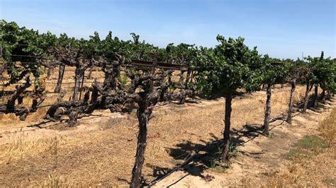 When Vines Experience Sudden Death American Vineyard Magazine