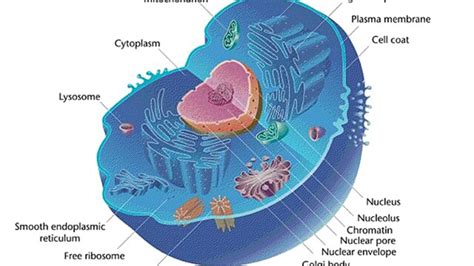 Where Are Proteins Made In A Cell Vocab Dictionary