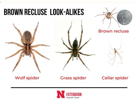 Where Do Brown Recluse Spiders Live Us Pest Protection