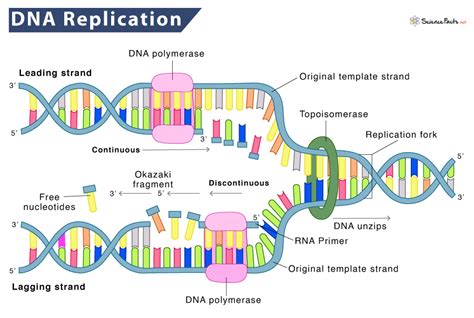 Uncovering Where Replication Occurs in Cellular Biology