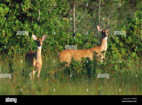 White Tailed Deer Odocoileus Virginianus Two Alert Does Summer Stock