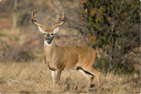 White Tailed Deer Susceptible To Sars Cov 2 Infection Study Finds