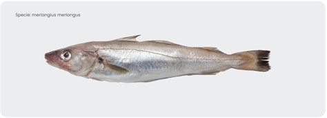 Whiting International Fish Canners