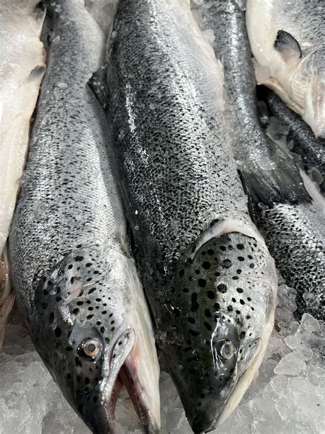Whole Salmon Golden Seafood Wholesale And Retail