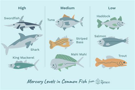 Why Do Fish Have Mercury