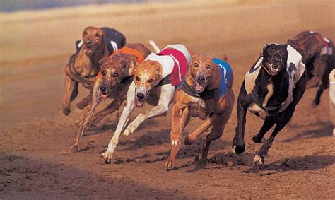 Why It S Time To End Greyhound Racing For Good Vegan Food Living