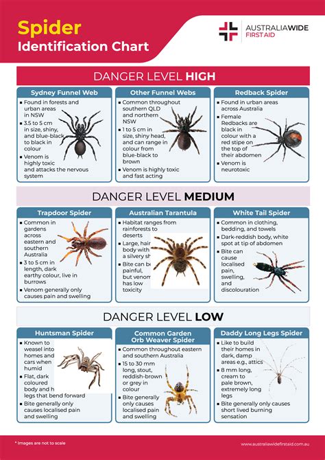 Wolf Spider Identification Chart 5 Venomous Spiders In Massachusetts